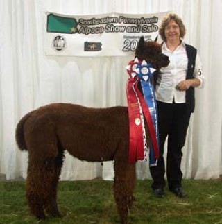 Alpaca For Sale - Canaan's Jester - 